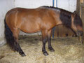 Bobi Kelso und Jenny suchen noch reiter Ihre Stockmasse betragen 163cm./140cm./105cm.