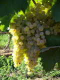 Une grappe de Viognier