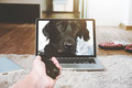 Online Consultation for Dog's Behavior Problems