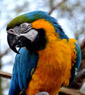 Papagei im Tiergarten Wels