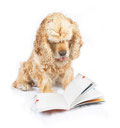 Hund der Buch studiert, lernt