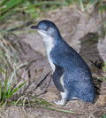 Victor Harbour, Pinguine auf Granite Island, Granite Island, South Australia, Südaustralien