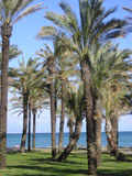 Strand Torremolinos