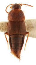Myllaena sp. 1 他種の画像はページ下参照
