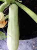 Zucchini Erken, mit cermfärbiger Farbe. Foto: Bio Gärtnerei KIrnstötter