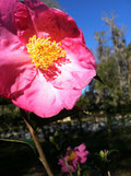 Camellia in full bloom.