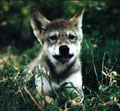 Neun Wochen alter Wolfswelpe