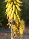 Au printemps l'Aloe vera porte de magnifiques fleurs jaunes en grappes qui donnent une excellente tisane.  Aloe Vera Santé