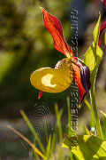 Cypripedium calceolus