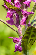 Dactylorhiza alpestris