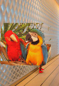 Alles für die Vogelhaltung
