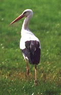 Der Storch. © NABU Lüneburg