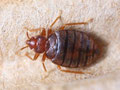 Bettwanze
