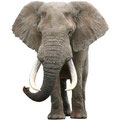 Необычные факты и слоны