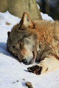 Sleeping wolf