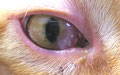 Eosinophile Keratitis