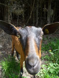 Spende für Tiere
