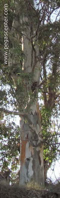eucalyptus