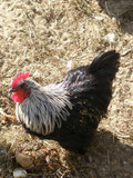 Pekin