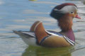 Aves ornamentales