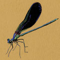 Calopteryx maculata