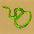 Opheodrys vernalis