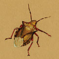 Halyomorpha halys