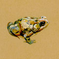 Bufo fowleri