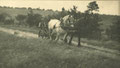 Haymaking in Bartley Green 1905. Thanks to King Edward VI Five Ways School Local History Digital Archive with whose kind permission this image is reproduced. All Rights Reserved. See Acknowledgments for a direct link to the site.