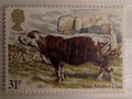 1984 - GRANDE BRETAGNE - Irish moiled cow