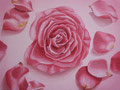 rose petals/F0/