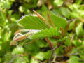 junger Frühling, zartes Grün