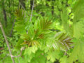 junger Frühling, zartes Grün