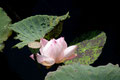 D4 - Lotus - - 23 Punkte
