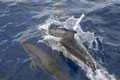 Delfine vor Teneriffa