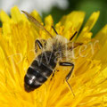 21.04.2016 : Männchen der Rotbeinigen Lockensandbiene, Andrena clarkella, am Löwenzahn
