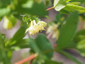 5.10　開花ピークです　花殻が昨年の半分です･･･残念