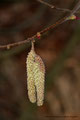 Gewöhnliche Hasel (Corylusavellana)