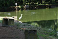 (Grau-)reiher (Ardea cinerea); Schreitvogel