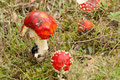 Fliegenpilz (Amanita muscaria):Noch ist er da, der Pilz, doch er scheint dem Käfer zu schmecken....