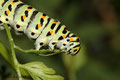 Raupe des Schwalbenschwanz (Papilio machaon)