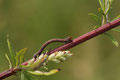 Die Raupe eines Spanners (Geometridae); Schmetterling 