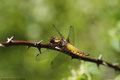 Plattbauchlibelle Libellula depressa); Weibchen