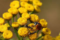 Siebenpunkt - Marienkäfer (Coccinella septempunctata)