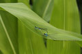 Azurjungfer (Coenagrion)