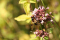 Gemeine Waldschwebefliege (Volucella pellucens)