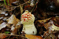 Fliegenpilz (Amanita muscaria)