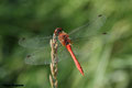 Blutrote Heidelibelle (Sympetrum sanguineum)