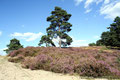  Lüneburger Heide; Niedersachsen; August 2016