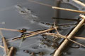 Gemeiner Rückenschwimmer (Notonecta glauca): Wasserwanze trifft Wasserspinne (Argyroneta aquatica)